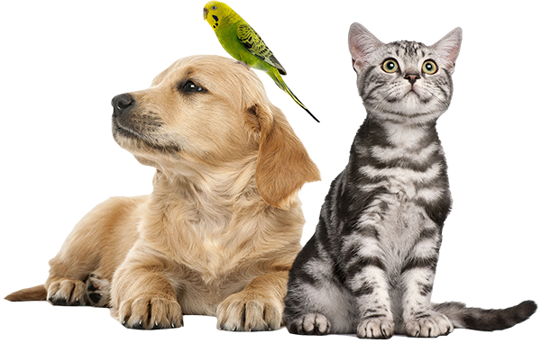 Ankara Acil Veteriner