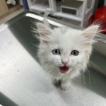 erzurum en iyi veteriner