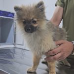 erzurum acil veteriner