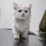 erzurum veteriner hizmetleri